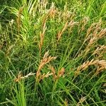 Carex muskingumensis 果實