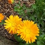 Calendula officinalisFlower