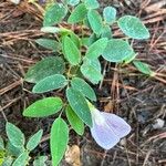 Clitoria mariana Leaf