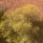 Gutierrezia microcephala Habitat