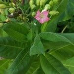 Nicotiana tabacum Blomma