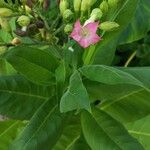 Nicotiana tabacum Blüte