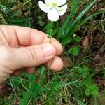 Thalictrum tuberosum Λουλούδι