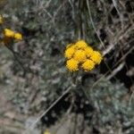 Artemisia glacialis Kvet