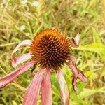 Echinacea pallida Virág