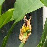 Aglaonema marantifolium Fruct