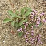 Limonium auriculiursifolium Други