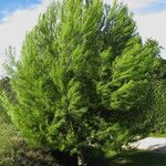 Pinus halepensisΣυνήθη χαρακτηριστικά