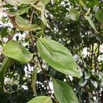 Camptotheca acuminata Blatt