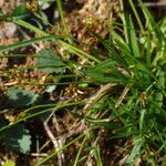 Carex ornithopoda Habitat