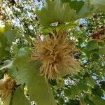 Corylus colurnaFlower