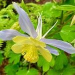 Aquilegia pubescens ফুল