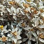 Helichrysum obconicum പുഷ്പം