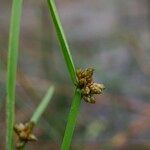 Schoenoplectiella mucronata Lubje