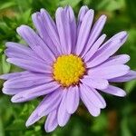 Symphyotrichum novi-belgii പുഷ്പം