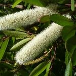 Cunonia capensis Blomma