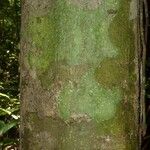 Licania laxiflora 树皮