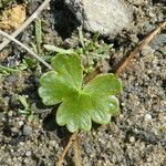 Ranunculus peltatus Leaf