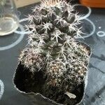 Mammillaria voburnensis 葉