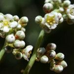 Corrigiola telephiifolia Flower