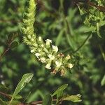 Sideritis arborescens Flor
