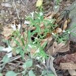 Houstonia longifolia Цветок