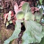 Platycerium elephantotis Leaf