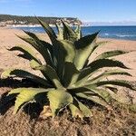 Agave shaferi Листок