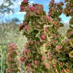 Rumex cristatus Fruit