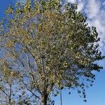 Populus nigra Kéreg