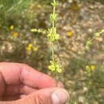 Sideritis incana Flors