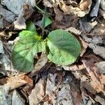 Pyrola elliptica Foglia