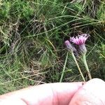 Serratula tinctoria Λουλούδι