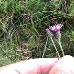 Serratula tinctoria Flower