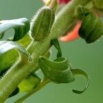 Antirrhinum majus Frunză