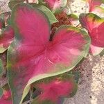 Caladium bicolor Blomst