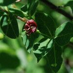 Lonicera conjugialis Flower