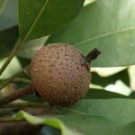 Manilkara zapota Fruit