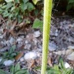 Pilosella aurantiaca বাকল