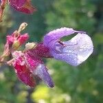 Salvia chamelaeagnea 花