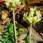 Oxytropis campestris Rhisgl