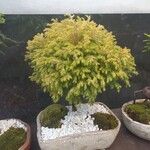 Juniperus chinensis Folha