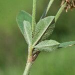 Trifolium montanum Leaf