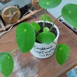 Pilea peperomioidesLiść