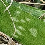 Aloe amudatensis Hoja