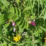 Vicia segetalis Flower