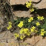 Brassica repanda Habitat