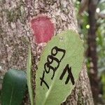 Cunonia vieillardii Corteza