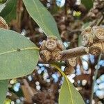 Eucalyptus kitsoniana Frukto