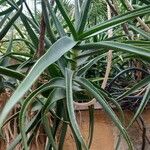 Aloe striatula ᱥᱟᱠᱟᱢ